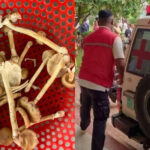 コ・コン州　毒キノコ採取、中毒で7人重体に