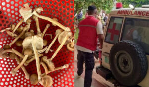 コ・コン州 毒キノコ採取、中毒で7人重体に