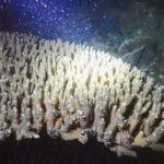 カンボジア海域で2度目のサンゴの繁殖現象を観測