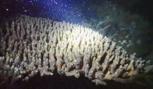 カンボジア海域で2度目のサンゴの繁殖現象を観測