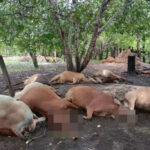 ストゥントレン州  落雷により9頭の牛が死亡、女性が負傷