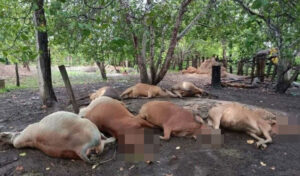 ストゥントレン州 落雷により9頭の牛が死亡、女性が負傷