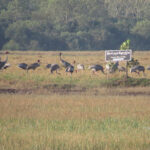 ＜世界渡り鳥の日＞を記念、「ツルに優しい米」プロジェクトの短編映画が初公開
