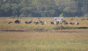 ＜世界渡り鳥の日＞を記念、「ツルに優しい米」プロジェクトの短編映画が初公開