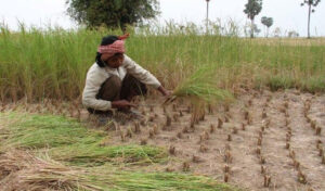 カンボジア、気候変動でGDPの大幅減少の危機に