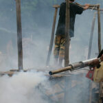 今年上半期にデング熱の症例が8,000件以上　昨年比20％増に