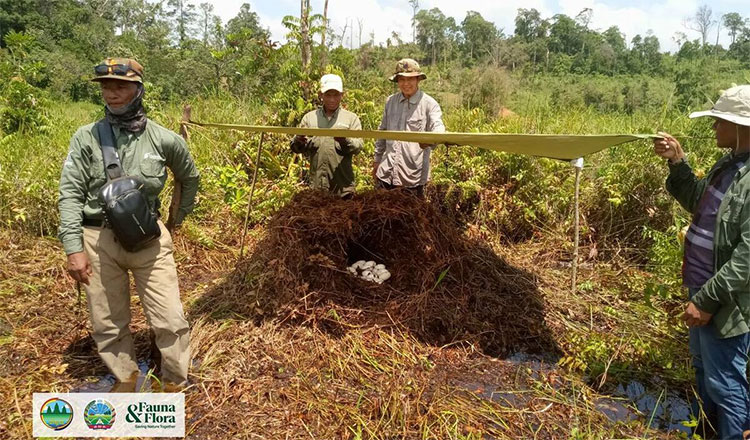 カルダモン山地国立公園でシャムワニの卵43個が再発見