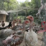 タケオ州　新たな鳥インフルエンザの症例が確認