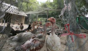 タケオ州 新たな鳥インフルエンザの症例が確認