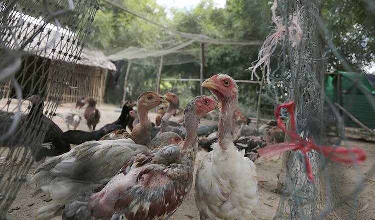 タケオ州　新たな鳥インフルエンザの症例が確認