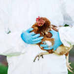 シェムリアップ州　新たに2件のH5N1型鳥インフルエンザ感染を確認