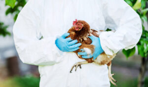 シェムリアップ州　新たに2件のH5N1型鳥インフルエンザ感染を確認