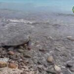 タイ湾の離島　絶滅危惧種のアオウミガメを目撃