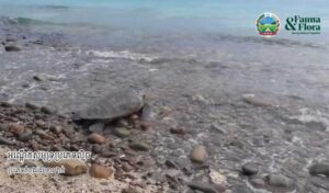 タイ湾の離島 絶滅危惧種のアオウミガメを目撃