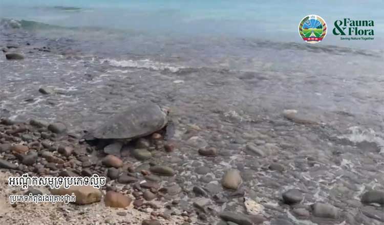 タイ湾の離島　絶滅危惧種のアオウミガメを目撃