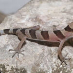 バッタバン州　野生生物保護区で新種ヤモリの発見は