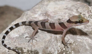 バッタバン州　野生生物保護区で新種ヤモリの発見は