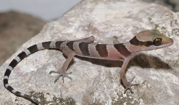 バッタバン州　野生生物保護区で新種ヤモリの発見は