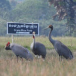 2025年調査：カンボジアで214羽のオオヅルが確認、2020年以来の最多記録