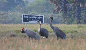 2025年調査：カンボジアで214羽のオオヅルが確認、2020年以来の最多記録