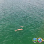 海草藻場に新たな餌場が出現、ジュゴンにとって明るい兆し