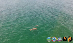 海草藻場に新たな餌場が出現、ジュゴンにとって明るい兆し