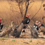 2024年絶滅危惧種調査　ハゲワシ143羽を記録、過去5年間で最多に