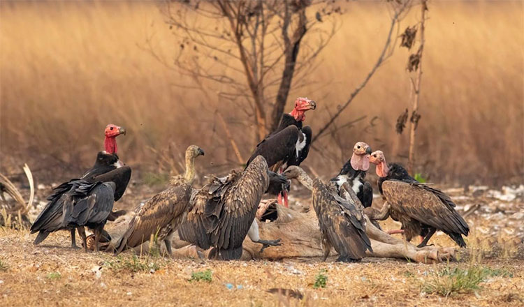 2024年絶滅危惧種調査　ハゲワシ143羽を記録、過去5年間で最多に