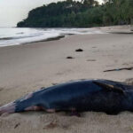 ロン島のビーチでイルカの死骸を発見　漁網に絡まったのが死因