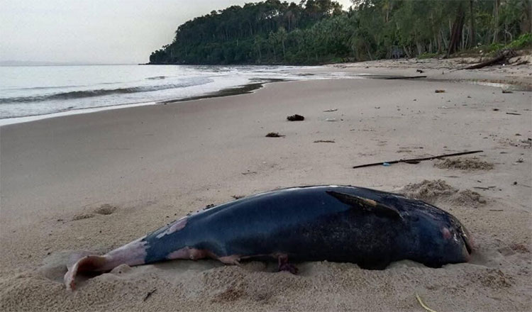 ロン島のビーチでイルカの死骸を発見　漁網に絡まったのが死因