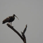 絶滅危惧種の鳥：2025年半ばにロンファット野生生物保護区で29羽のシロトキが記録