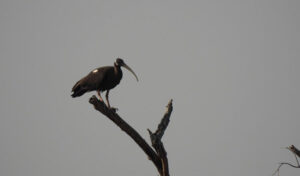 絶滅危惧種の鳥:2025年半ばにロンファット野生生物保護区で29羽のシロトキが記録
