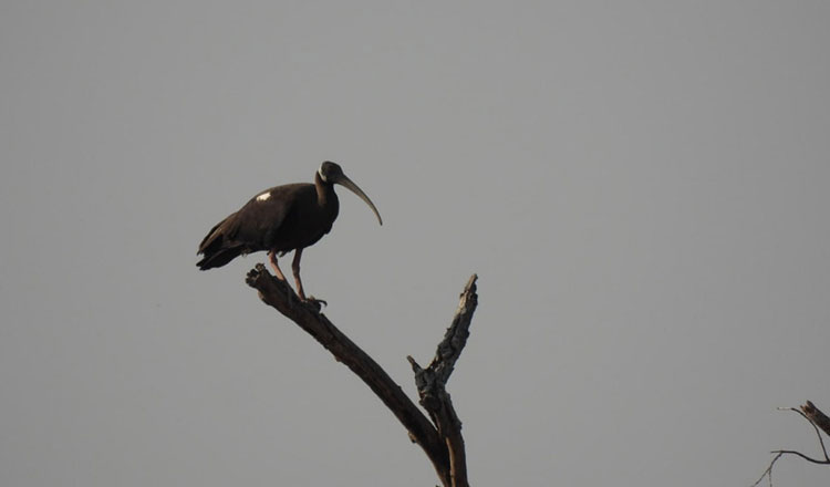 絶滅危惧種の鳥：2025年半ばにロンファット野生生物保護区で29羽のシロトキが記録