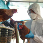 2025年に幼児が鳥インフルエンザの16人目の犠牲者