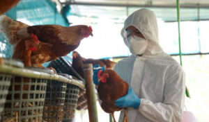 2025年に幼児が鳥インフルエンザの16人目の犠牲者