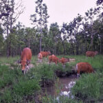 絶滅危惧種のバンテン（固有野牛）を確認