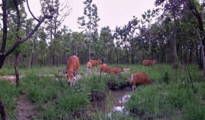 絶滅危惧種のバンテン(固有野牛)を確認