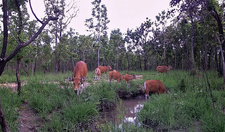 絶滅危惧種のバンテン（固有野牛）を確認