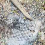 トカゲの卵を食べた男性が死亡