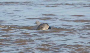 クラチェ市郊外　今年8頭目のイルカの赤ちゃん誕生