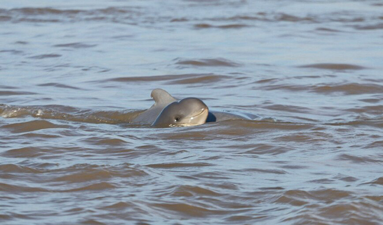 クラチェ市郊外　今年8頭目のイルカの赤ちゃん誕生