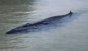 プレアシハヌーク州 ビーチの浅瀬でクジラの目撃