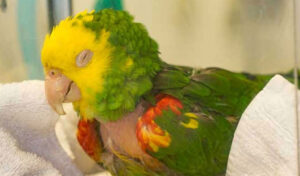 保健省、「オウム熱」とも呼ばれる感染症について警告