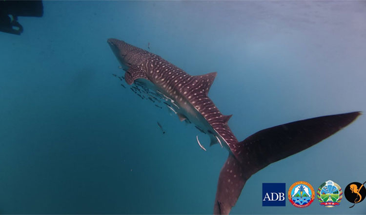 コ・コン沖で珍しいジンベイザメの目撃情報