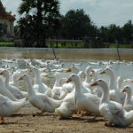 女性が病気の家禽との接触後に鳥インフルエンザに感染