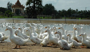 女性が病気の家禽との接触後に鳥インフルエンザに感染
