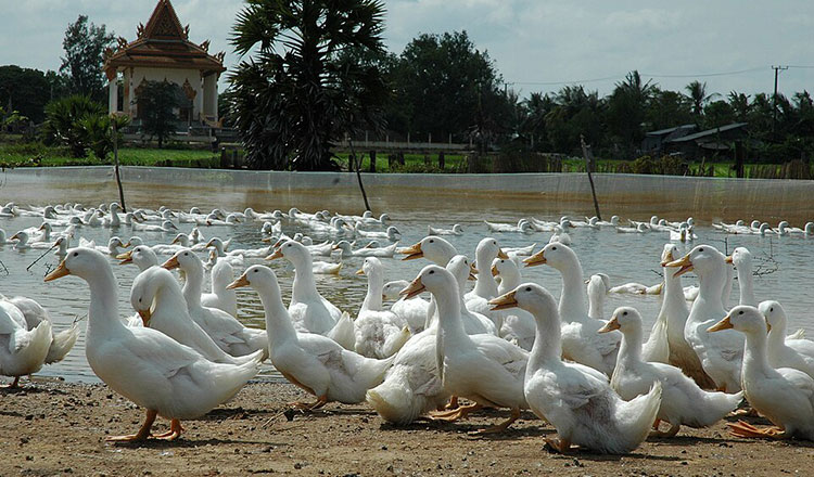 女性が病気の家禽との接触後に鳥インフルエンザに感染