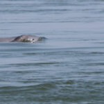 メコン川イラワジイルカの個体数がにより117頭に 新たな子イルカの誕生