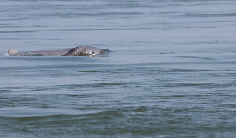 メコン川イラワジイルカの個体数がにより117頭に 新たな子イルカの誕生