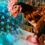 新たな鳥インフルエンザの症例を発見